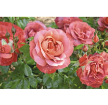 Buskrosor med aprikosfärgade blommor och gröna blad i en trädgård.