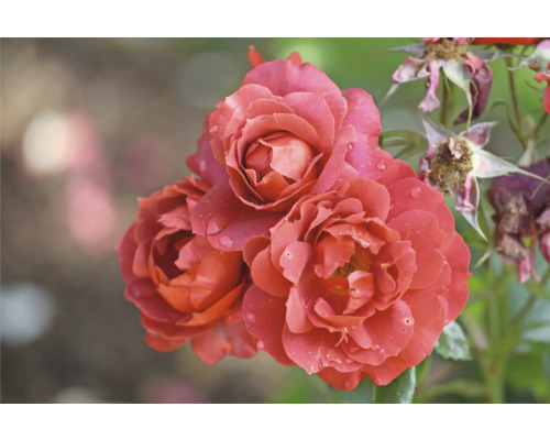 Tre laxrosa rosor med vattendroppar på kronbladen.