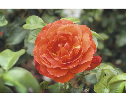 Fylld orange ros med gröna blad.