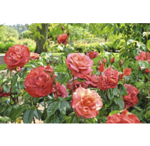 Blommande laxrosa trädgårdsrosor med gröna blad och vattendroppar i en ljus trädgårdsmiljö.