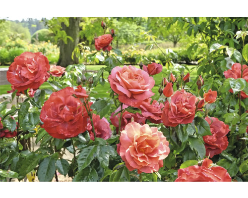 Blommande laxrosa trädgårdsrosor med gröna blad och vattendroppar i en ljus trädgårdsmiljö.
