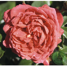 Närbild av en laxrosa ros med många kronblad och vattendroppar, Boddes Plantesko Logo.