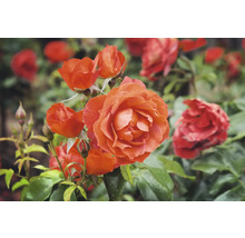 Blommande orange ros med flera öppna blommor och knoppar på gröna grenar.