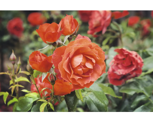 Blommande orange ros med flera öppna blommor och knoppar på gröna grenar.