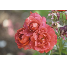 Buskros med kopparfärgade, fyllda blommor och vattendroppar.