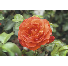 Fylld orange ros med gröna blad.