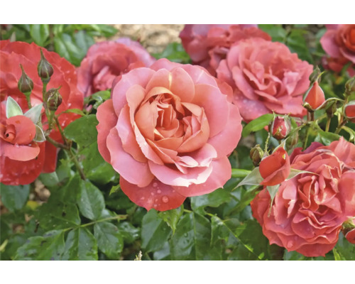 Buskrosor med aprikosfärgade blommor och gröna blad i en trädgård.