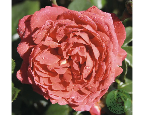 Närbild av en laxrosa ros med många kronblad och vattendroppar, Boddes Plantesko Logo.