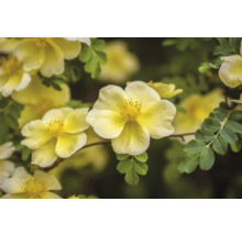 Gul ros Rosa hugonis i blom med fem kronblad och gröna parbladiga blad.