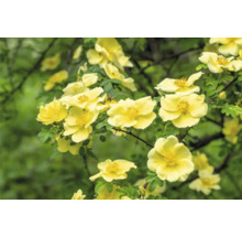 Närbild på gula vildrosor på en buske med gröna blad.