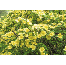 Blommande buskros med många gula, enkla blommor och små gröna blad.