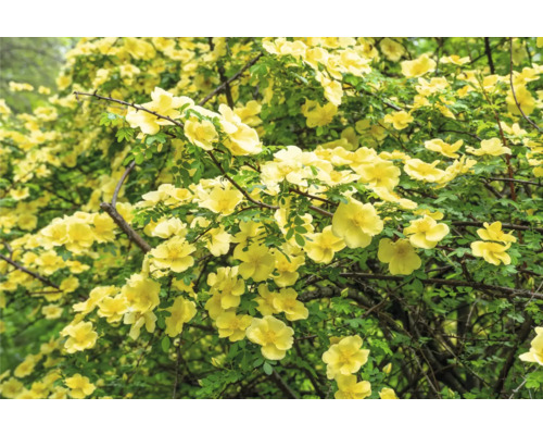 Blommande buskros med många gula, enkla blommor och små gröna blad.