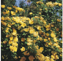Gul buskros med många öppna blommor och gröna blad utomhus.