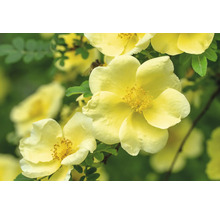 Gul vildros med öppna kronblad och framträdande ståndarknappar.