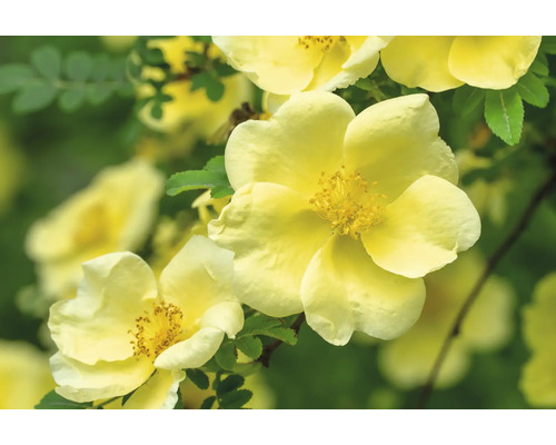 Gul vildros med öppna kronblad och framträdande ståndarknappar.