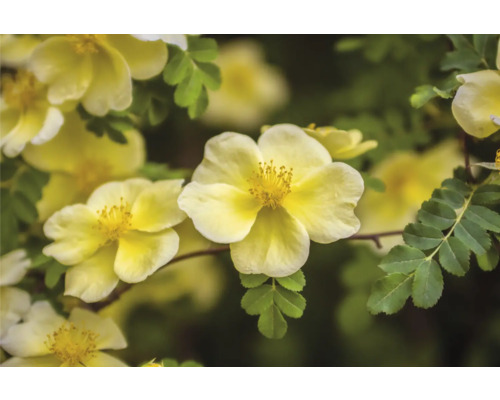 Gul ros Rosa hugonis i blom med fem kronblad och gröna parbladiga blad.