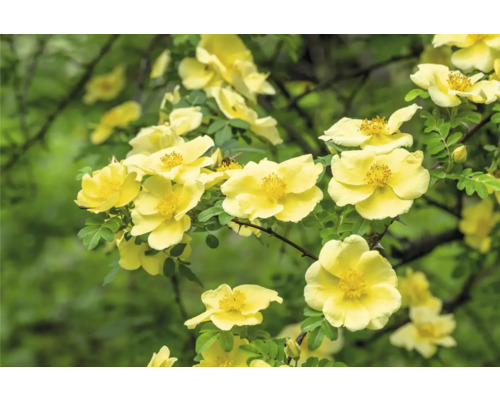 Närbild på gula vildrosor på en buske med gröna blad.