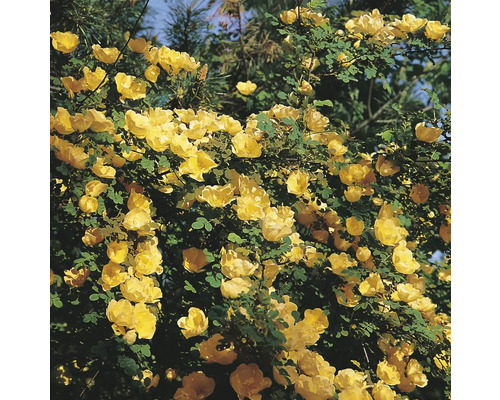 Gul buskros med många öppna blommor och gröna blad utomhus.