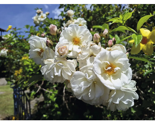 Vita klätterrosor i full blom med gul mitt och knoppar på en buske i trädgården.