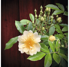 Rosenbuske med en ljusgul blomma, flera knoppar och sågtandade blad.