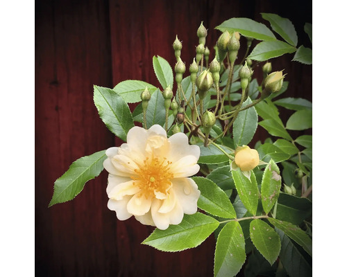 Rosenbuske med en ljusgul blomma, flera knoppar och sågtandade blad.
