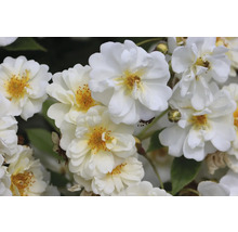 Närbild på vita rosor med gul mitt och skira kronblad i en tät klase.