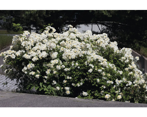 Blommande vit rosenbuske med många små blommor och gröna blad i en trädgård.