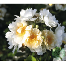 Tät klase av små, fyllda rosenblommor i vitt och gult med synliga knoppar. Budels Plants Logo.