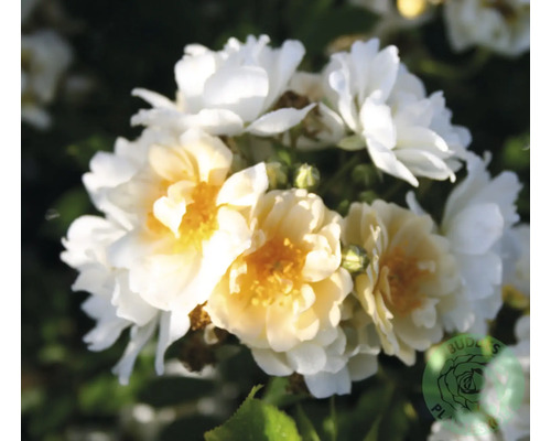 Honungsros OMNIA GARDEN Rosa 'Hybrida' (Helenae-Gruppen) 1-pack Tät klase av små, fyllda rosenblommor i vitt och gult med synliga knoppar. Budels Plants Logo.
