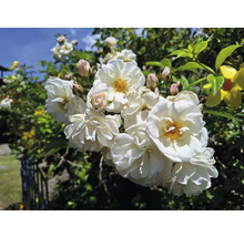 Vita klätterrosor i full blom med gul mitt och knoppar på en buske i trädgården.