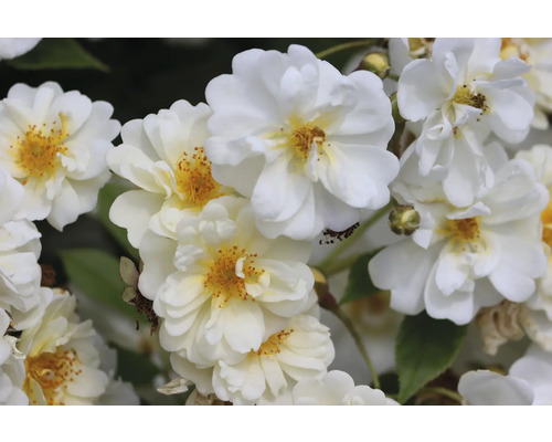 Närbild på vita rosor med gul mitt och skira kronblad i en tät klase.