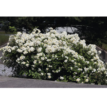 Rikligt blommande vit rosenbuske med många små blommor och tätt grönt bladverk i trädgården.