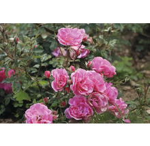 Rosablommande buskros med fyllda blommor och gröna blad i trädgården.