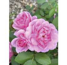 Rosa trädgårdsrosor i full blom med gröna blad.