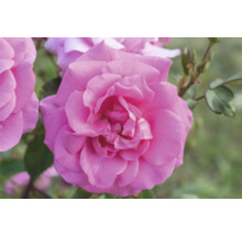 Närbild på en rosa rosenblomma med flera lager av kronblad.