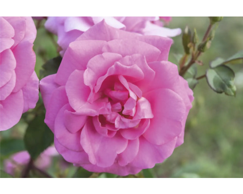 Närbild på en rosa rosenblomma med flera lager av kronblad.