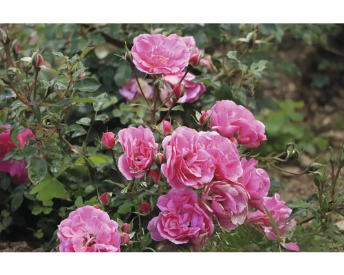 Rosablommande buskros med fyllda blommor och gröna blad i trädgården.