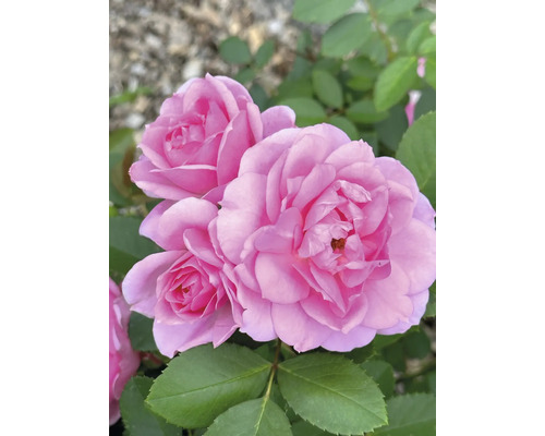 Rosa trädgårdsrosor i full blom med gröna blad.