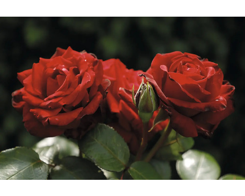 Röda rosor med en knopp och gröna blad.