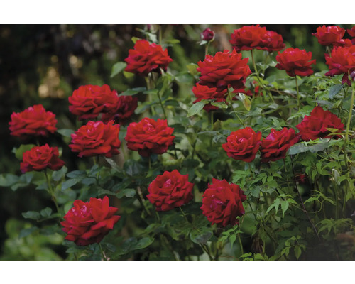 Flera blommande röda rosor i en trädgård med gröna blad.
