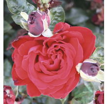 Närbild på en fullt utslagen röd ros med flera knoppar och gröna blad.