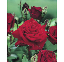 Storblommig ros med röda blommor och knoppar.