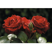 Röda rosor med en knopp och gröna blad.