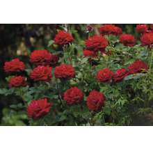 Flera blommande röda rosor i en trädgård med gröna blad.