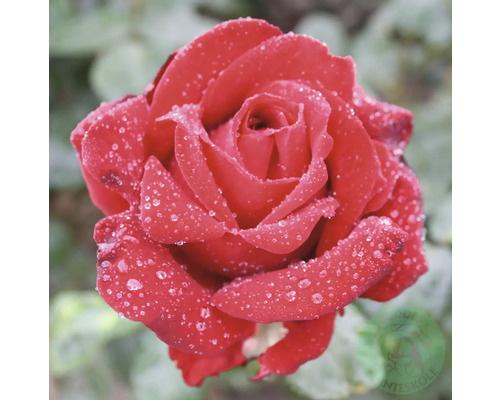 Röd storblommig ros med vattendroppar på kronbladen.