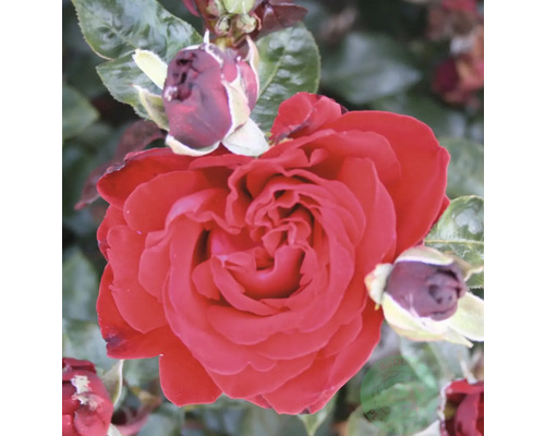 Närbild på en fullt utslagen röd ros med flera knoppar och gröna blad.