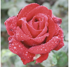 Röd storblommig ros med vattendroppar på kronbladen.