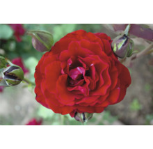 Närbild på en blommande röd ros med knoppar på en rosenbuske.