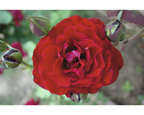 Närbild på en blommande röd ros med knoppar på en rosenbuske.