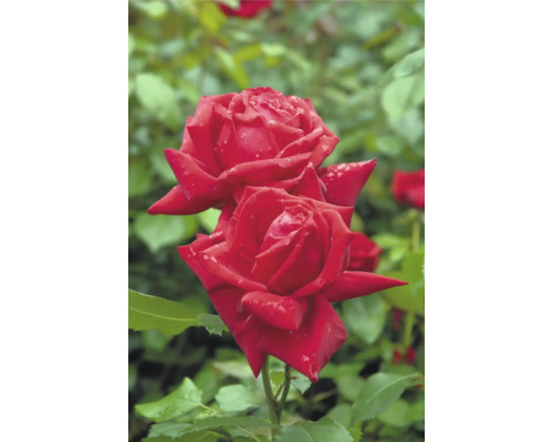Ros OMNIA GARDEN Rosa Isabella Rossellini (Tehybrid-Gruppen) 1-pack Röda rosor med vattendroppar på kronbladen och gröna blad i bakgrunden.